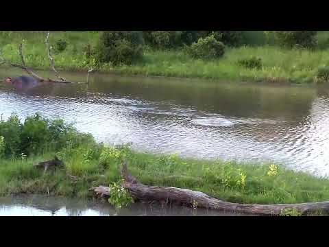 Djuma: Hippos interacting - 18:06 - 02/20/2023
