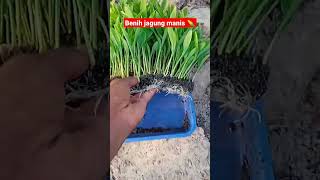 Download lagu Corn seeds, benih tanaman jagung siap tanam manis#shorts mp3
