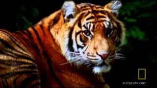 What Life on Other Planets May Look Like