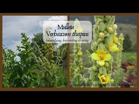 Let's Learn About Mullein (Verbascum thapsus) | Identifying, harvesting and using