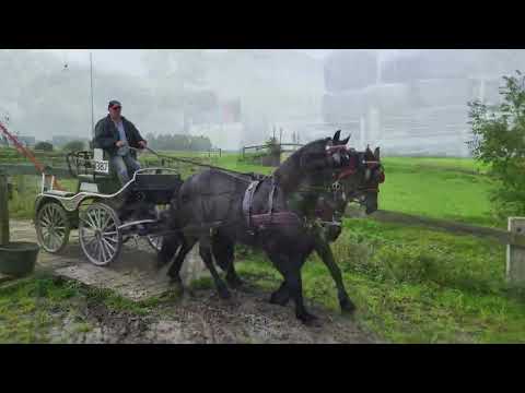 Stal Okkema's pair of geldings - Feike & Ypke