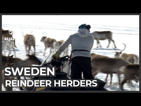 Sami reindeer herders face revenge attacks after landmark case: Al Jazeera English, Arctic Sweden