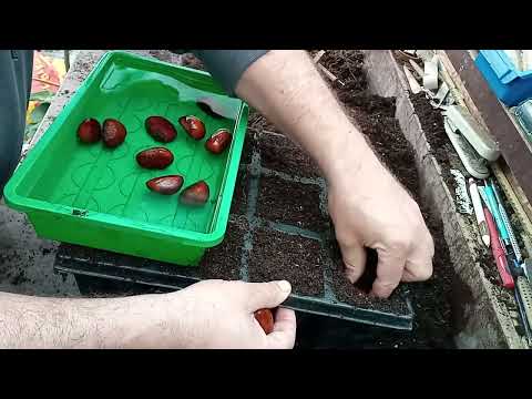 Growing sweet chestnut from seed