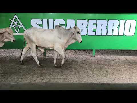 Lote Nro. 118