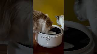 I Tried Petlibro&#39;s New Automatic Wet Food Feeder | The Pack