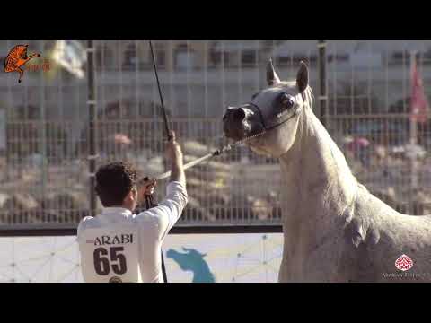 N 65 THAMAMAH AL SHAQAB   2020 Menton Mediterranean and Arab Countries Arabian Horse Championship
