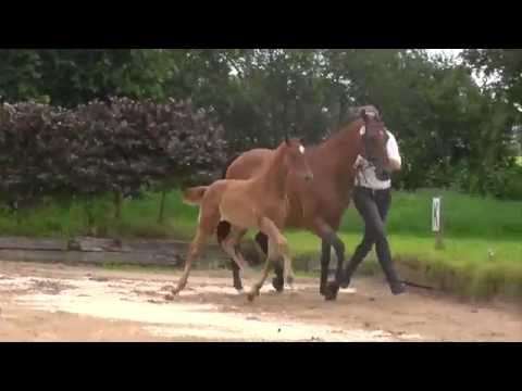 Holsteiner Colt by URIKO x Carpaccio (*2016)