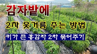 [텃밭농부 1,880]  키가 큰 홍감자 한번 더 묶어 주고, 2차 웃거름 주는 방법 #감자재배