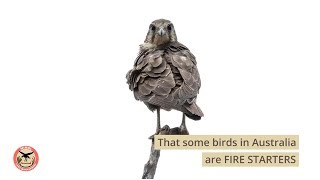 Fire birds in Australia's Top End