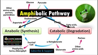 Amphibolic Pathway with Examples|| Why Citric Acid Cycle or Krebs Cycle is called Amphibolic?
