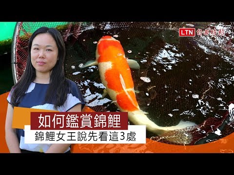 日本鯉魚品種