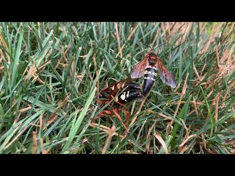 Cicada Killers in Lawrence Township, NJ