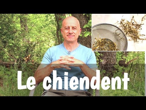 download lagu mp3 mp4 Chiendent, download lagu Chiendent gratis, unduh video klip Chiendent