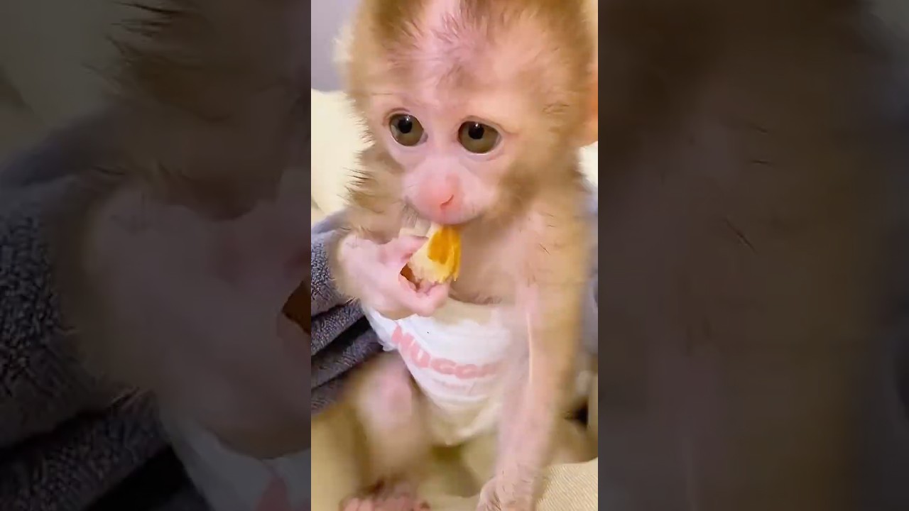 さるの赤ちゃんを助けたら