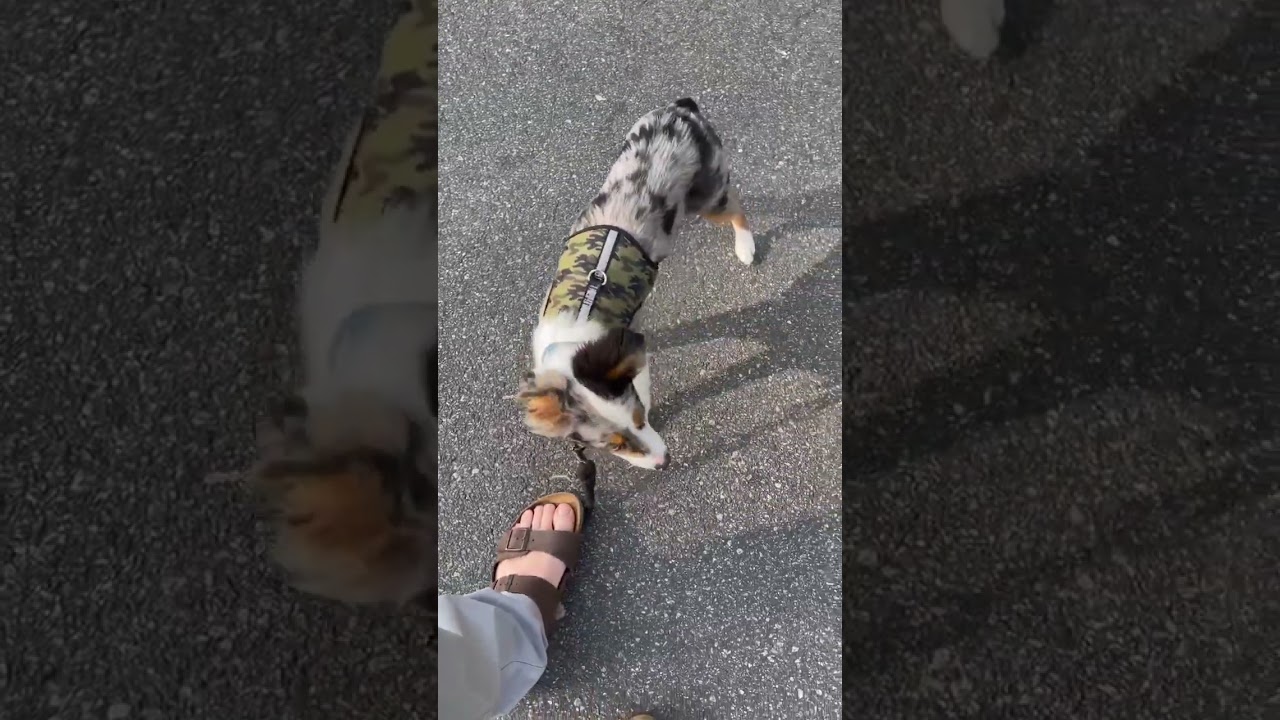 Dog Training - Learning Down Command On A Walk
