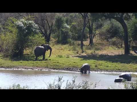 Djuma: Elephants and Hippos interaction - 11:46 - 06/27/2023
