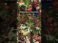 Can you grow Cherry trees in containers #shorts #viral