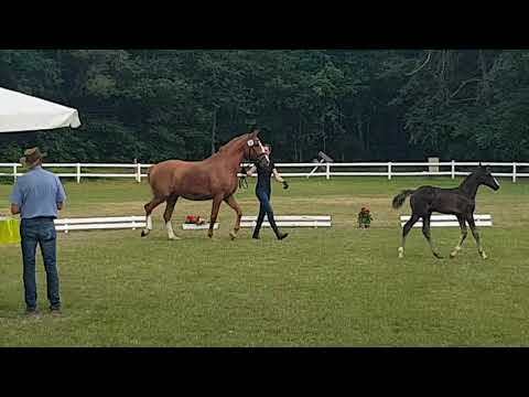 Fohlenschau Sandbostel 2021 Dressur, Nr.14, Hengst v. V-Plus - Almoretto - Bergamon