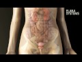 Female Pelvis Anatomy - 3D Animation