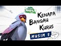 Pada Zaman Dahulu S05E03 Kenapa Bangau Kurus