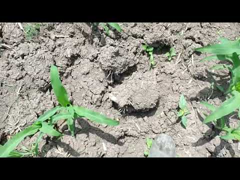 PİONEER 0937 İLK ÇAPASI İYİ SEYİRLER 🇹🇷