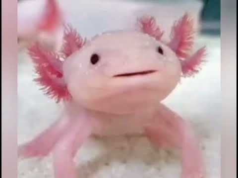 Axolotls an endangered species.
