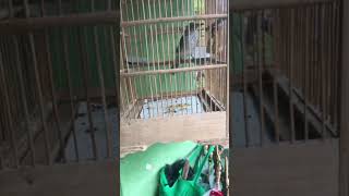 Download lagu SIRI-SIRI RAJA | TEMBAKAN BURUNG SIRI-SIRI | MASTERAN BURUNG SIRI-SIRI | PANCINGAN BURUNG SIRI-SIRI mp3