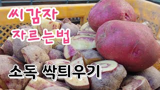 분 최고로 많이 나는 속노란 홍심이 감자 씨감자 자르는법 감자심는시기