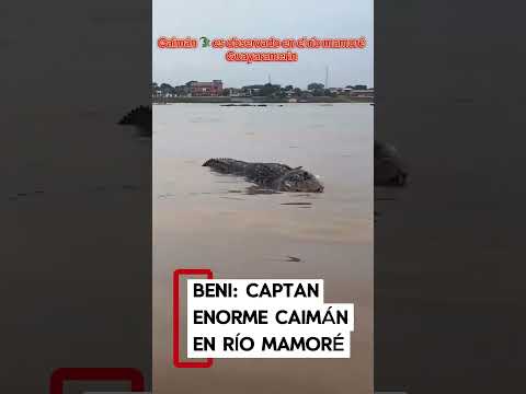 CAPTAN A UN CAIMÁN EN EL RÍO MAMORÉ DURANTE CRUCE EN GUAYARAMERÍN 🐊