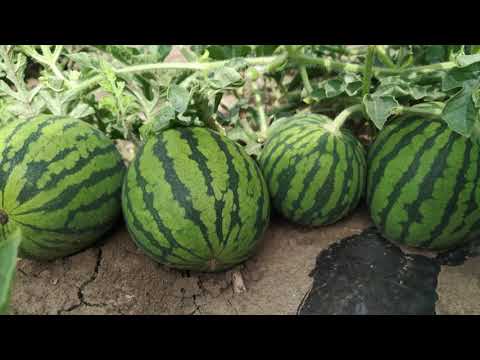 Agro karavan 07.03.2021. NAJAVA