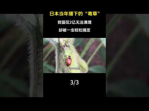 日本當年播下的&ldquo;毒草&rdquo;，我國花2億無法清理，卻被一蟲輕鬆搞定。#科普#漲知識#植物 #水花生 #毒草