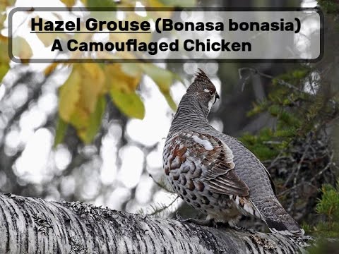 Bonasa bonasia v lese