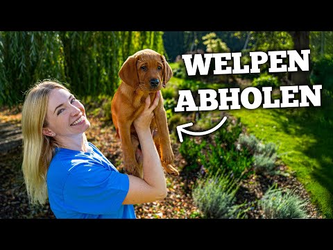 Puppy moving in made easy: 10 tips for a stress-free start