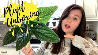 Rare Plant Unboxing - Camila's House of Plants Pt.  2