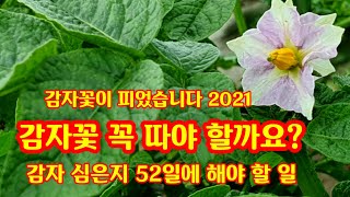 감자꽃이 피었습니다. 감자꽃 따 줘야 할까요? 심은지 52일 해야 할 일 [감자재배기술]