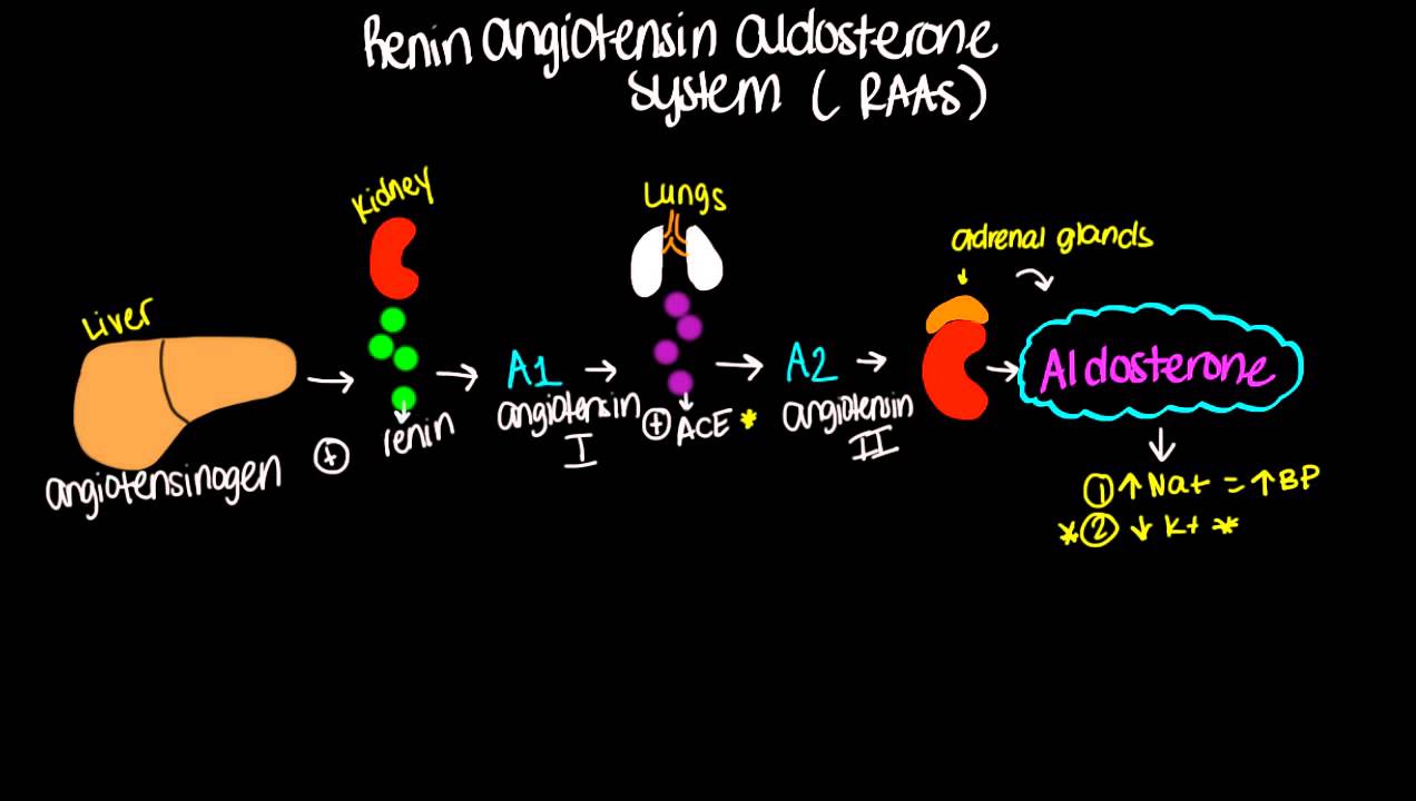 Renin Angiotensin Aldosterone System (RAAS) - Short and sweet!