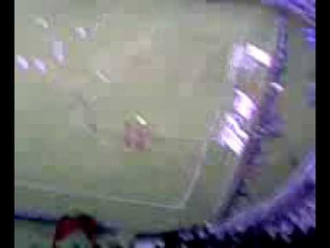 Gol Diego Colotto Atlas vs Jaguares (Aprt. 08)