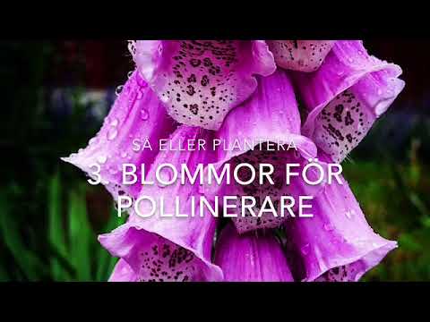 Gratis hjälp till större skördar i köksträdgården ? Använd de här 5 naturliga