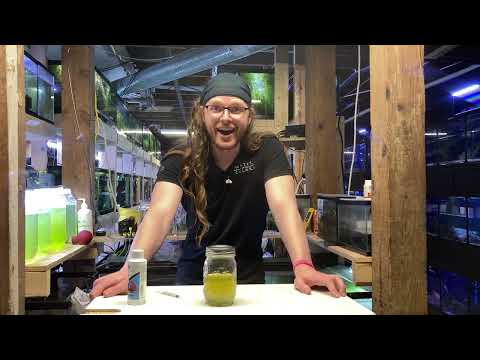 Watch Green Water Disappear! Seachem Clarity Demonstration