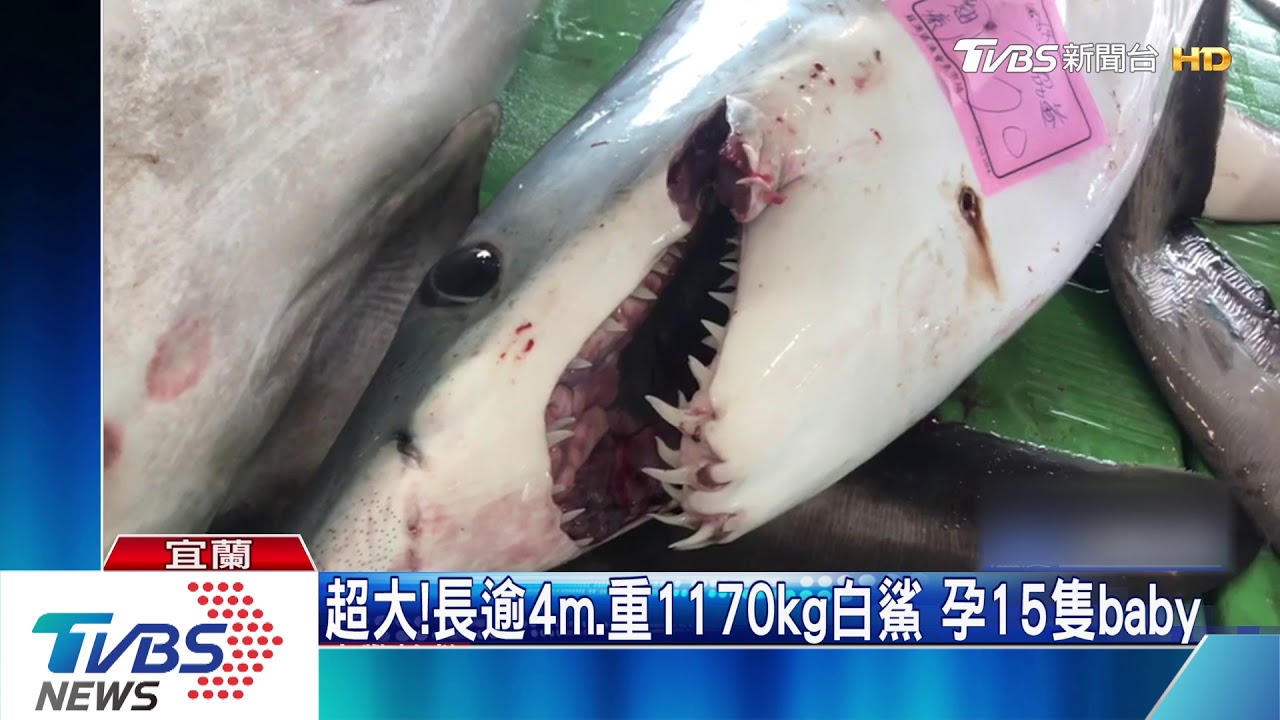 超大!長逾4m、重1170kg白鯊 孕15隻baby