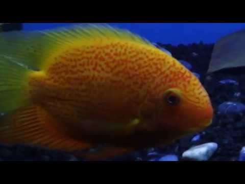 Big Red Severum & EBJD ( 2nd Largest Red Severum on youtube)