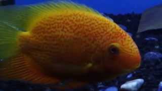 Big Red Severum & EBJD ( 2nd Largest Red Severum on youtube)
