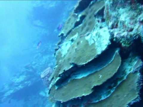 Caye Caulker, Blue Hole / Halfmoon Caye,Belize