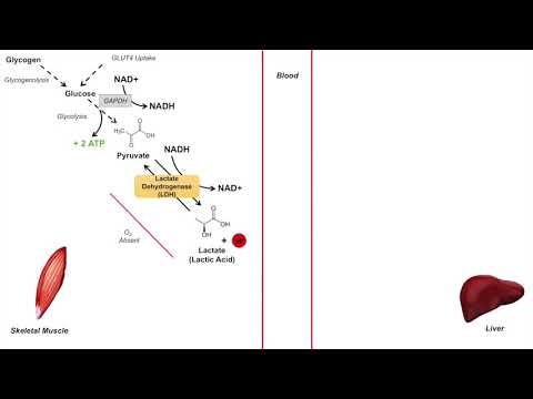 Overview of Glycolysis Basics for Beginners Biochemistry Lesson