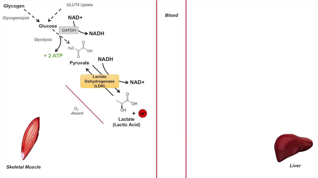 Cori Cycle | Lactic Acid Metabolism | Purpose and Importance in Anaerobic Metabolism