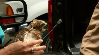 Rescuing Baby Hawks