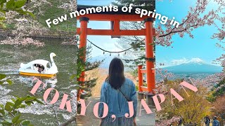 Few days of spring in Tokyo🌸| Cherry blossom hunting, cafe hopping, Mt Fuji with Sakura view| VLOG