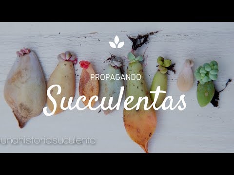 , title : 'Como Propagar Suculentas por hoja paso a paso / How to propagate succulents step by step CC English'