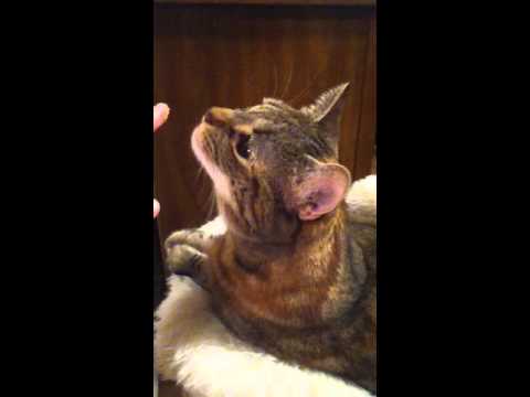 Cat Eating Peanut Butter! (Funny)