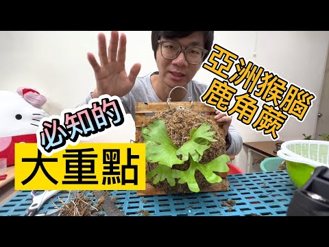 圓葉